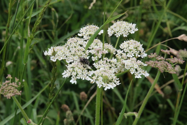 photo of Hogweed