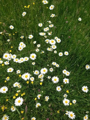photo of Oxeye Daisy