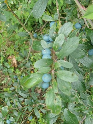 photo of Blackthorn