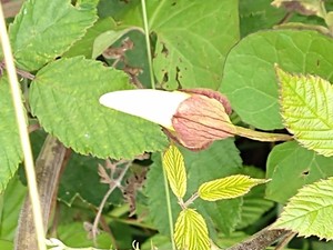photo of Hedge Bindweed