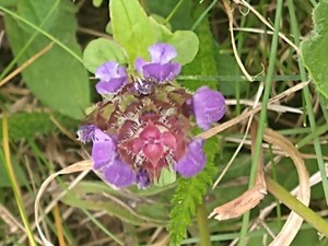 photo of Selfheal