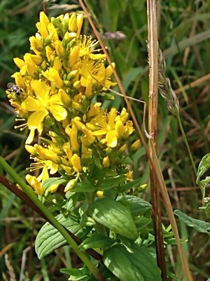 photo of Hairy St John's Wort