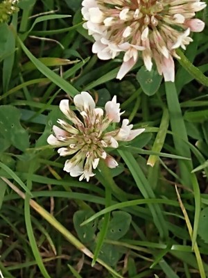 photo of White Clover