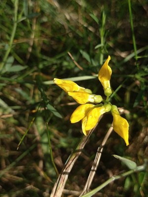 photo of Meadow Vetchling