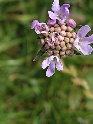 photo of Small Scabious