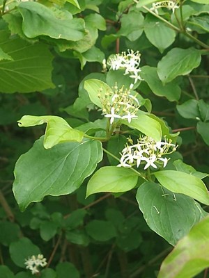 photo of Dogwood