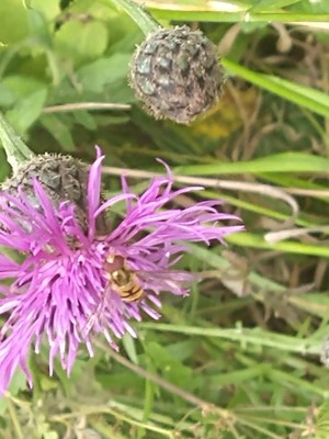photo of Greater Knapweed