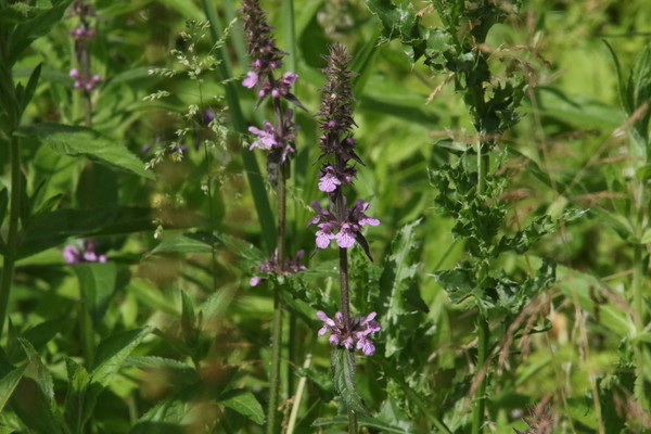 photo of Marsh Woundwort
