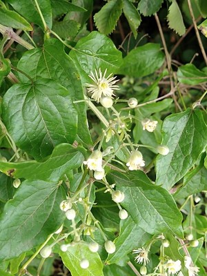 photo of Traveller's Joy