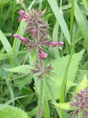 photo of Hedge Woundwort
