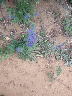 photo of Vipers Bugloss