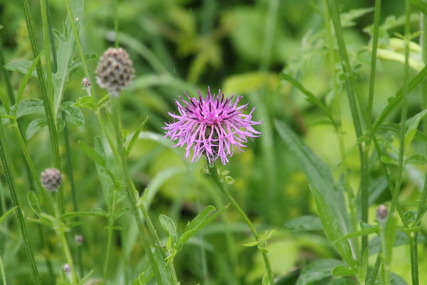 photo of Greater Knapweed