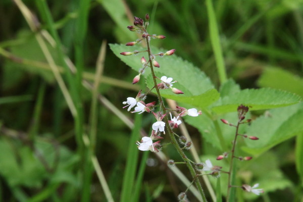 photo of Enchanter's Nightshade