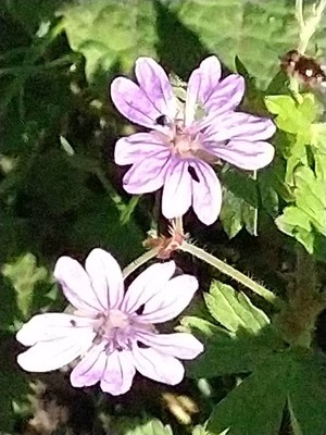 photo of Hedgerow Crane's Bill