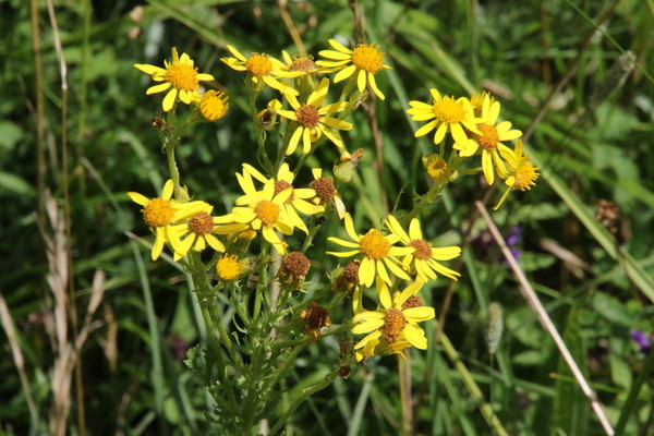 photo of Hoary Ragwort