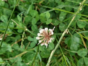 photo of White Clover
