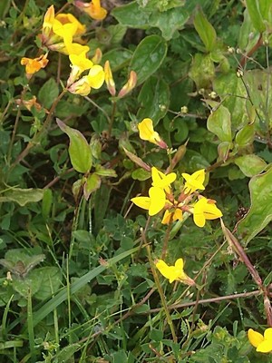 photo of Bird's Foot Trefoil