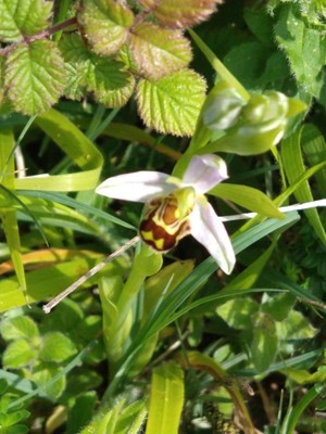 photo of Bee Orchid