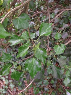 photo of Ivy