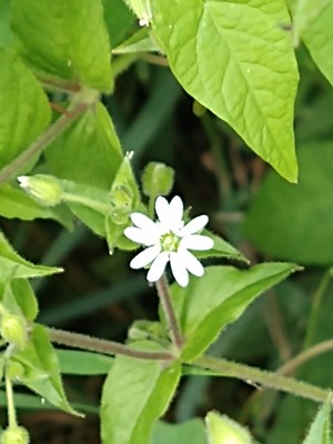 photo of Water Chickweed