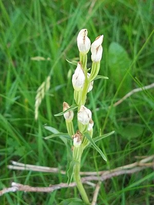photo of White Helleborine