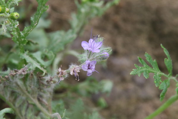 photo of Phacelia