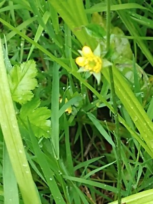 photo of Wood Avens