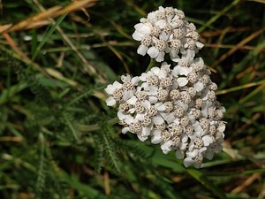 photo of Yarrow