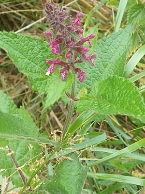 photo of Hedge Woundwort