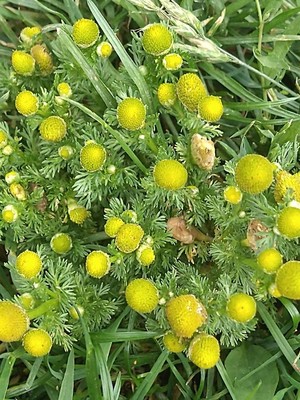 photo of Pineappleweed