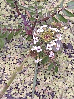 photo of Sweet Alison