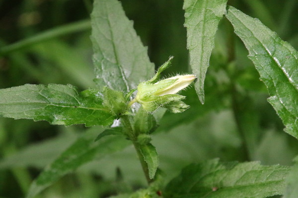 photo of Nettle Leaved Bellflower