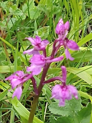 photo of Early Purple Orchid
