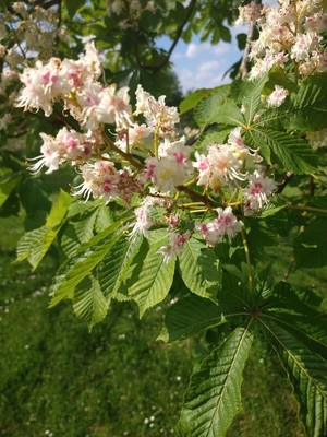 photo of Horse Chestnut