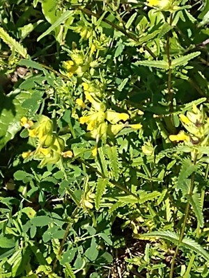 photo of Yellow Rattle