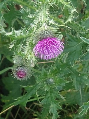 photo of Plumeless Thistle