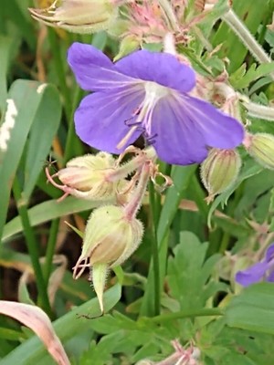 photo of Meadow Crane's Bill