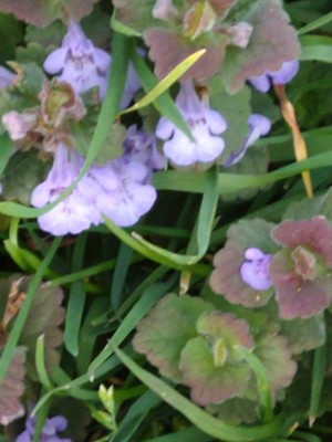 photo of Ground Ivy