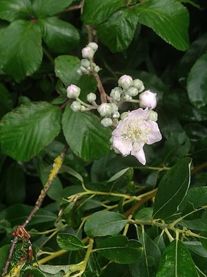 photo of Elm Leaved Bramble