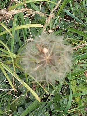 photo of Goat's Beard