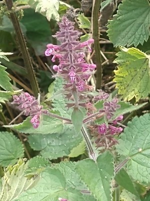 photo of Hedge Woundwort