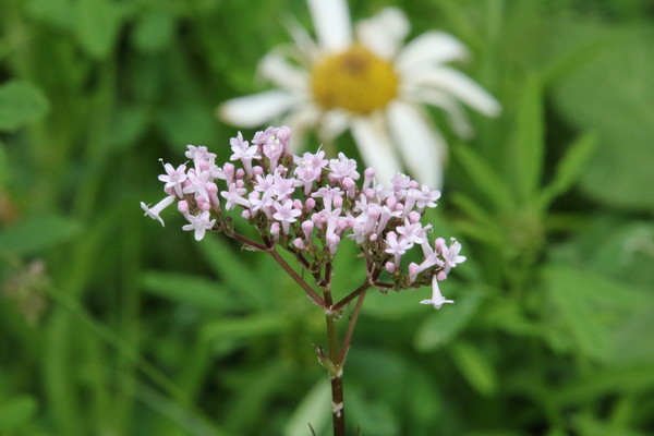 photo of Common Valerian