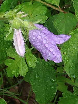 photo of Nettle Leaved Bellflower