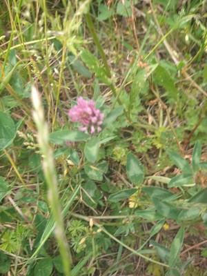 photo of Red Clover