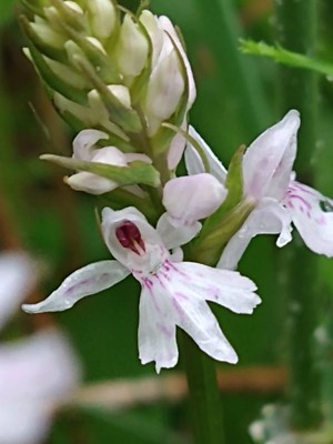 photo of Common Spotted Orchid