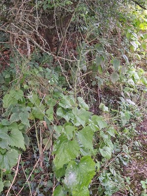 photo of Garlic Mustard