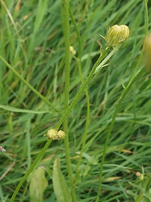 photo of Rough Hawk's Beard
