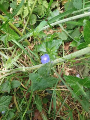 photo of Germander Speedwell