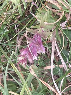 photo of Red Bartsia