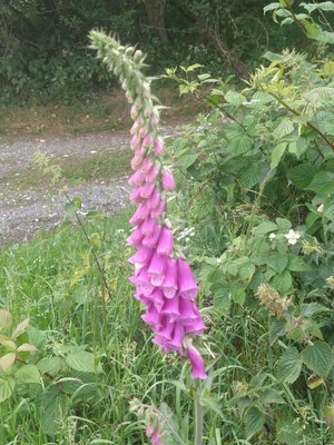 photo of Foxglove